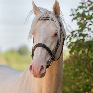 Snowys Cristobal xx (NZ)