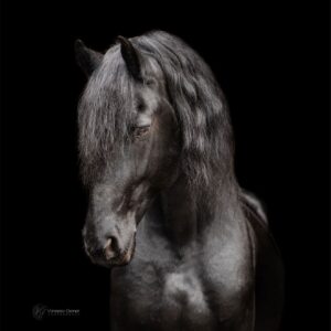 Tiark von der Kornsmühle (NZ)